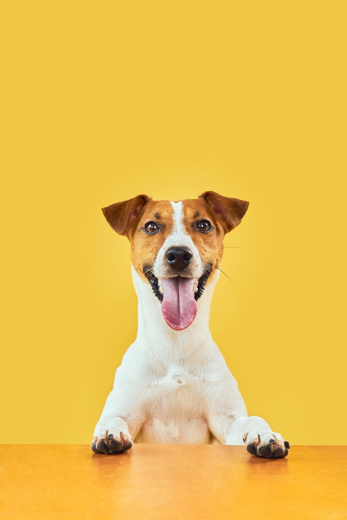 HappyPaws